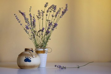 公園不讓埋、墓地太昂貴……想送愛寵最后一程，怎么這么難？